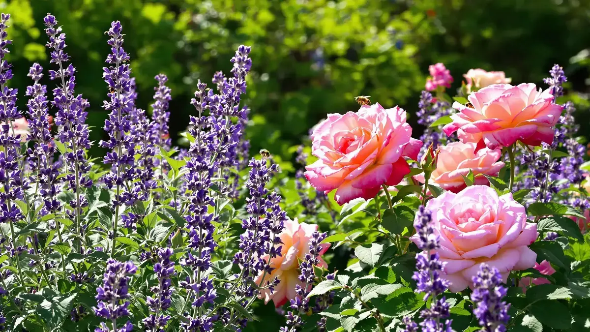 Associa questa pianta alle tue rose e potenzia la loro fioritura come mai prima d’ora